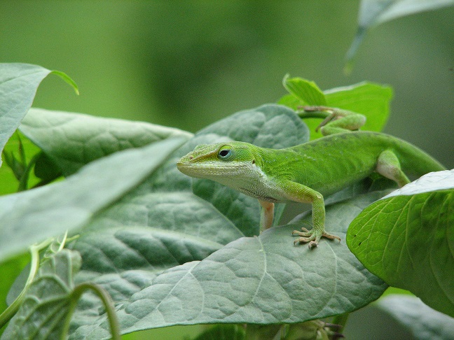 male anole, copyright athena rayne anderson