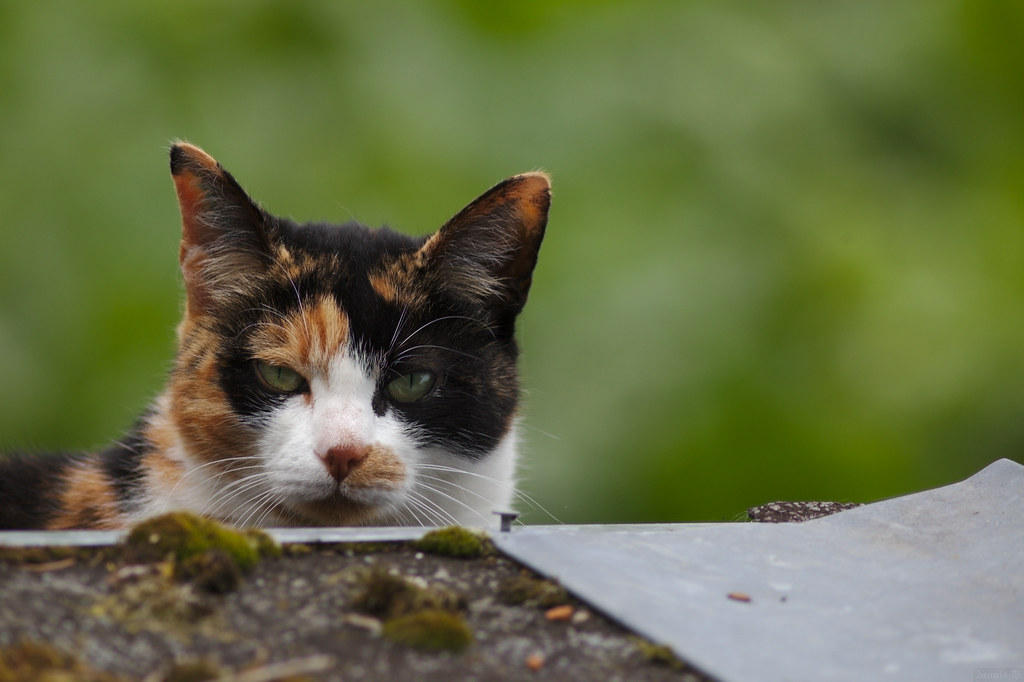 calico cat, photo by Jannis on Flickr, CC BY-SA 2.0