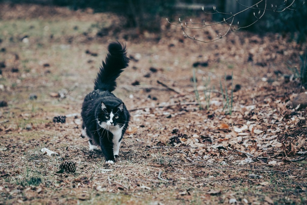 long-haired black and white cat, free for commercial use from pxfuel.com
