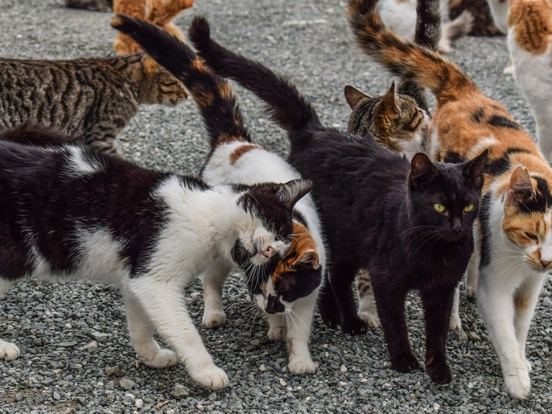 Cat Coat Coloration&nbsp;Training