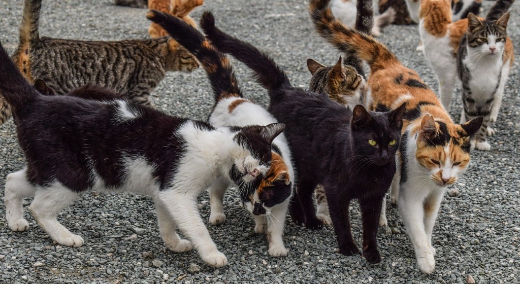 group of multicolored stray cats, free image from unidentified online source