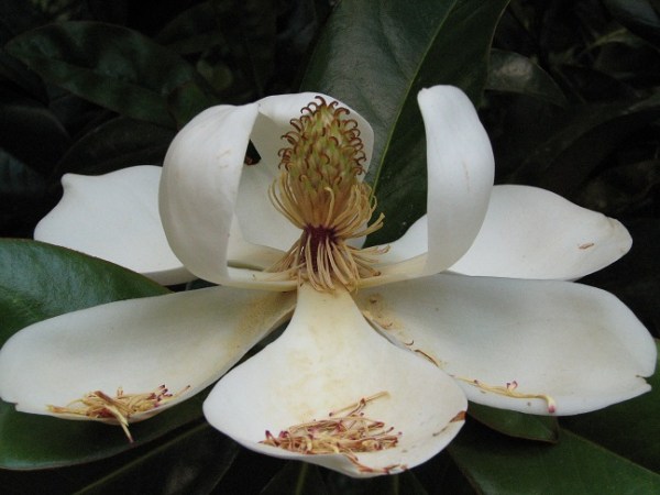 Course Redesign: Ecology&nbsp;Lab