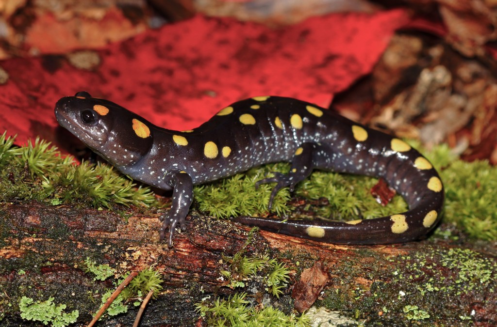 Spotted salamander on leaves and wood by Peter Paplanus on Flikr.com, CC by 2.0