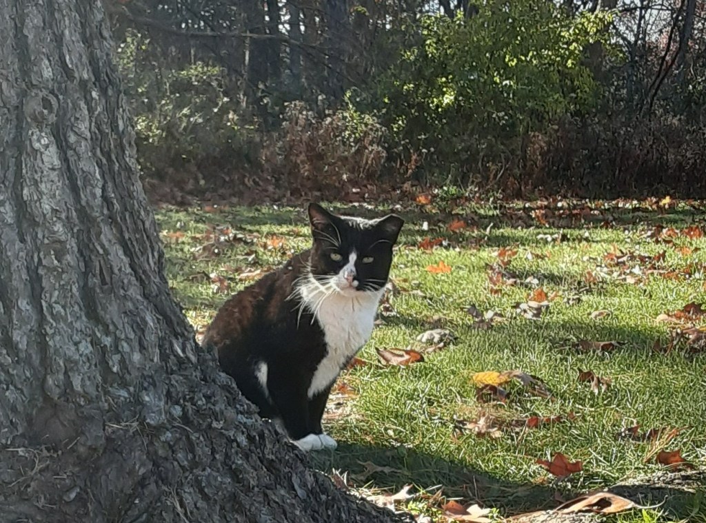 bingo, feral cat, tnr, copyright athena rayne anderson