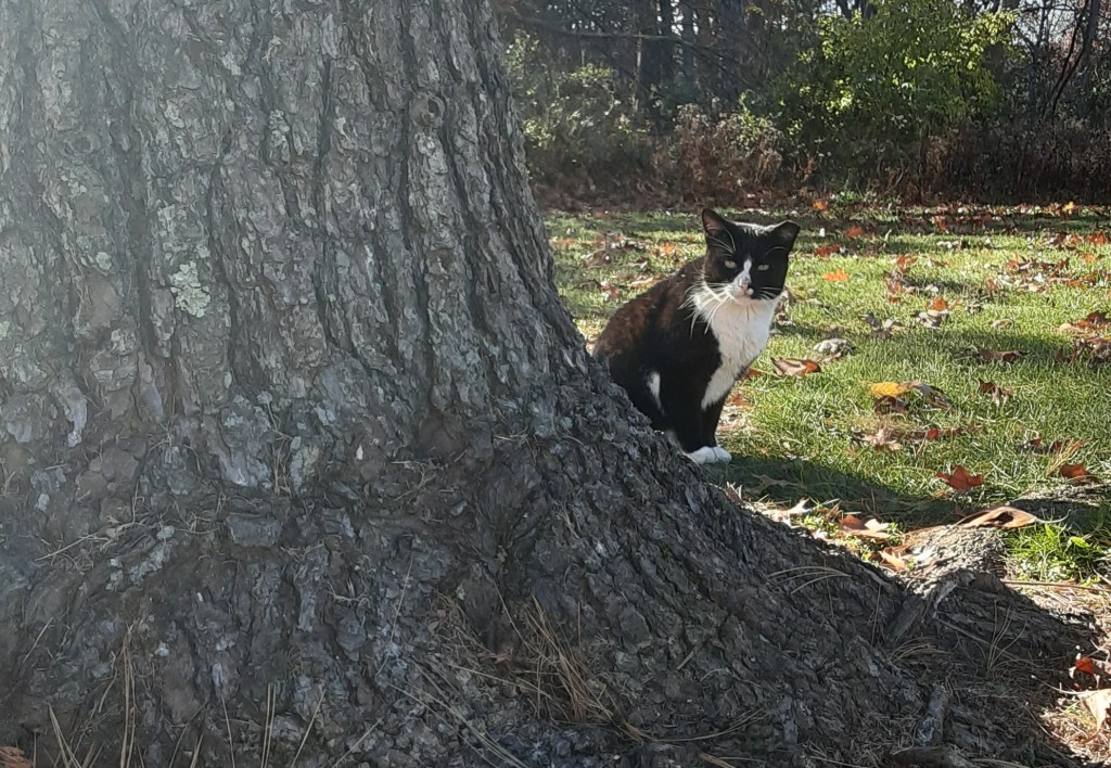 TNR Means Lifelong&nbsp;Care