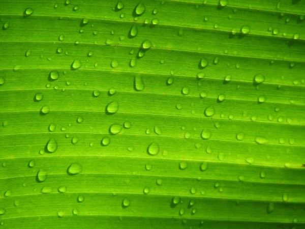 Biology Course Evaluation (Award&nbsp;Winner)