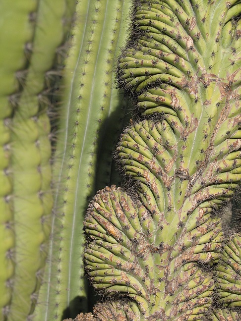 cristate deformity, organ pipe cactus nm, copyright athena rayne anderson