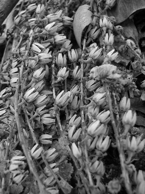 dead stems, copyright athena rayne anderson