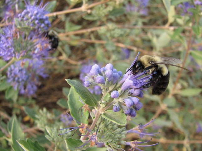 bumble bee on unknown flower, copyright athena rayne anderson