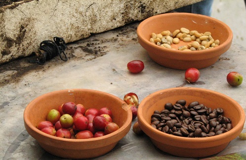 coffee fruits & beans, costa rica, copyright athena rayne anderson