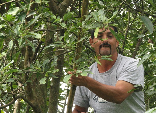 harvesting avocados, costa rica, copyright athena rayne anderson