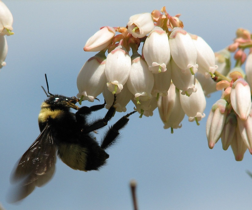bumble bee on blueberry, copyright athena rayne anderson