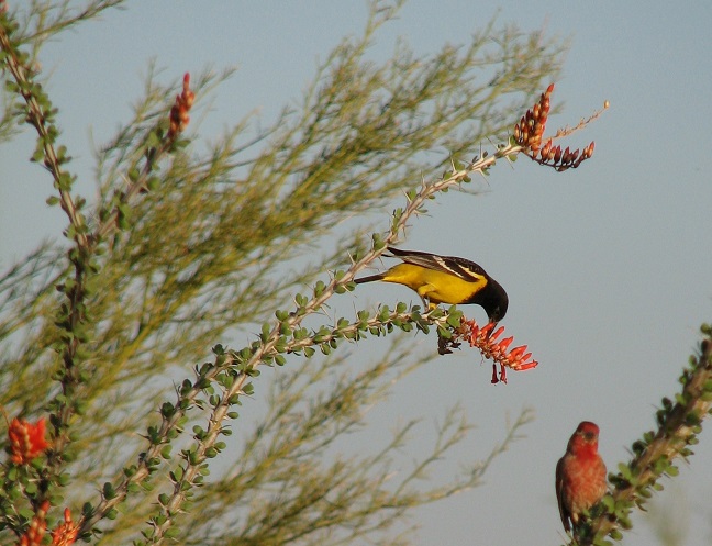 Educator Resources: Nature Journaling Activity with Optional Pollinator&nbsp;Focus