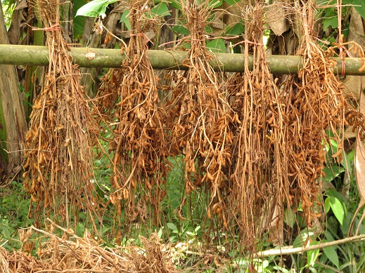 soybeans drying, costa rica, copyright athena rayne anderson