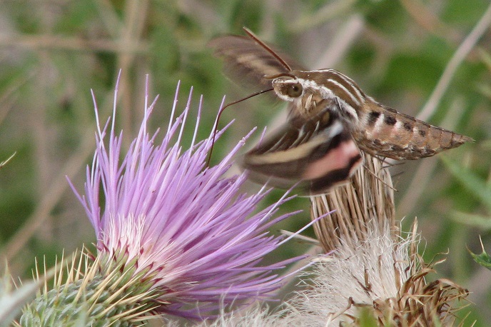 A Case Study in Using Social Media as an Outreach&nbsp;Tool