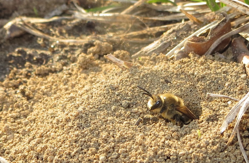Bees in My Yard? Won’t They Sting&nbsp;Me?