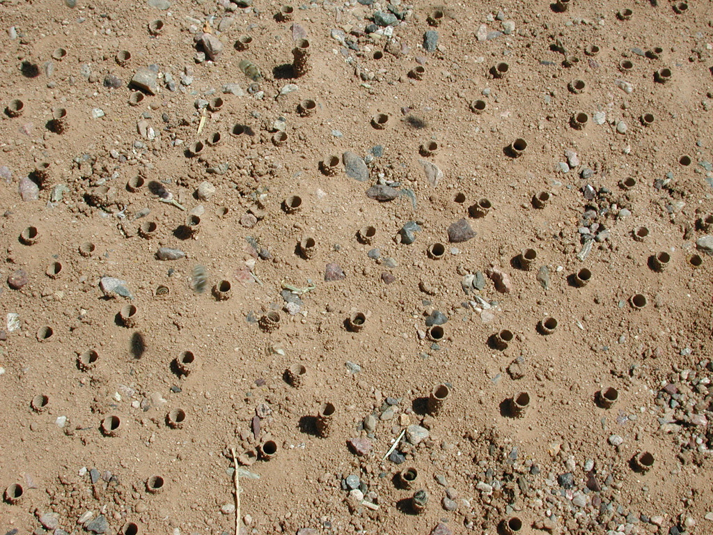 Nests in the&nbsp;Ground?