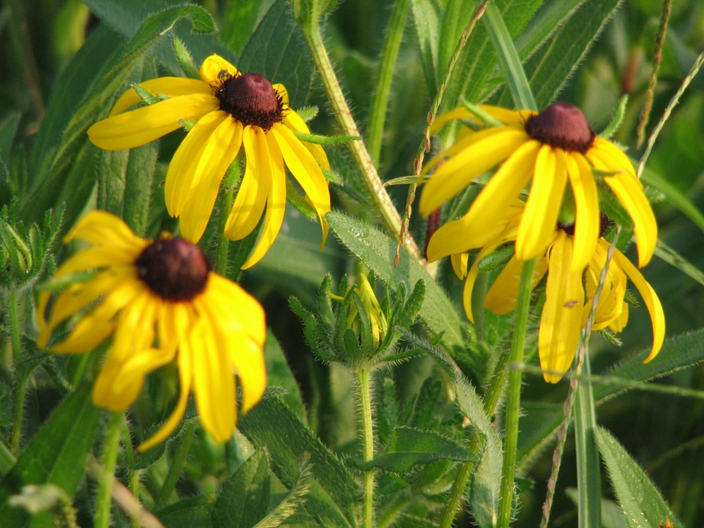 Take Action to Help Pollinators&nbsp;#6