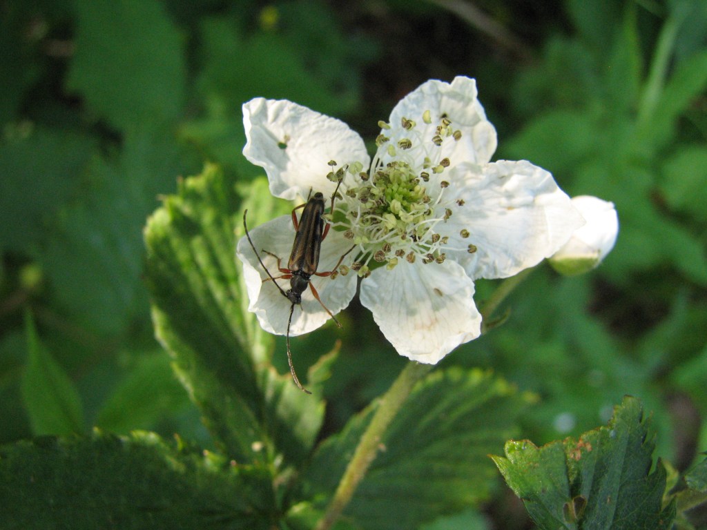 What is Pollination?