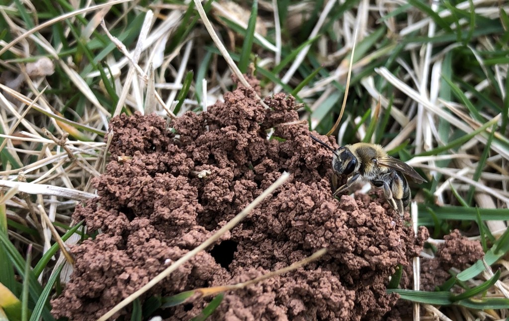 Take Action to Help Pollinators&nbsp;#4