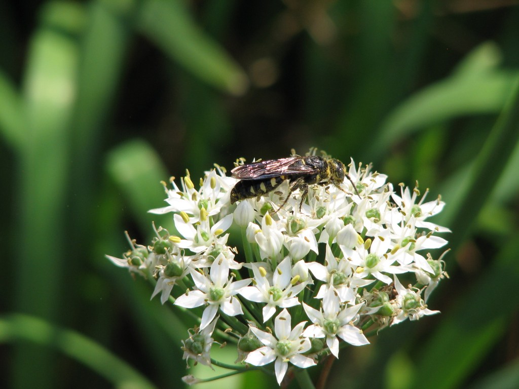 Bee? Wasp? Fly? How Can You&nbsp;Tell?