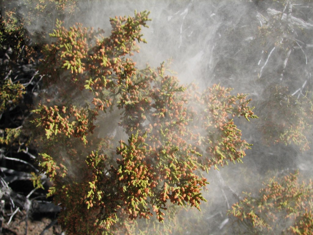 Pollination Types: Wind