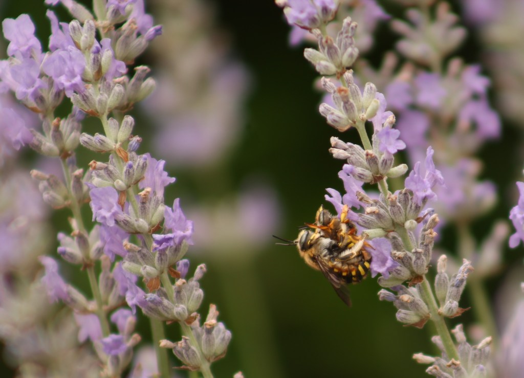 Pollination Glossary