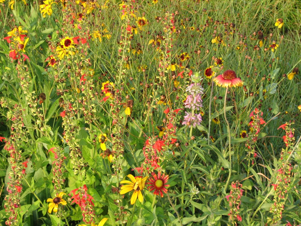 Take Action to Help Pollinators&nbsp;#3