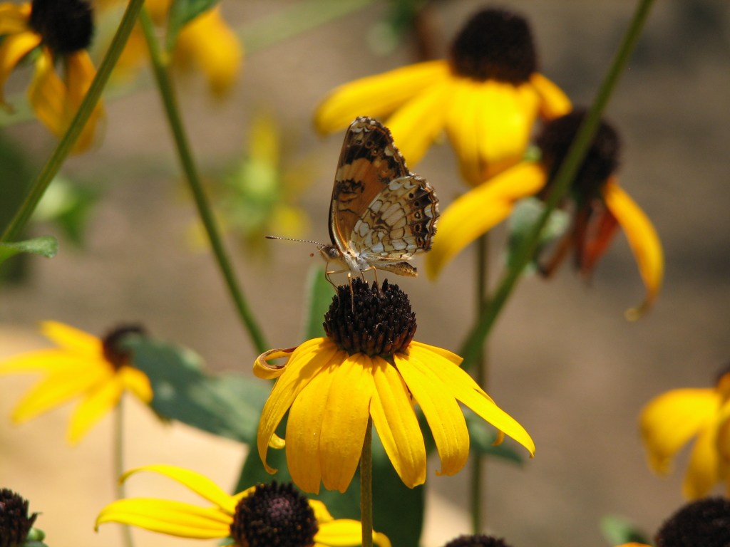 Pollinators in Georgia: Butterflies &&nbsp;Moths
