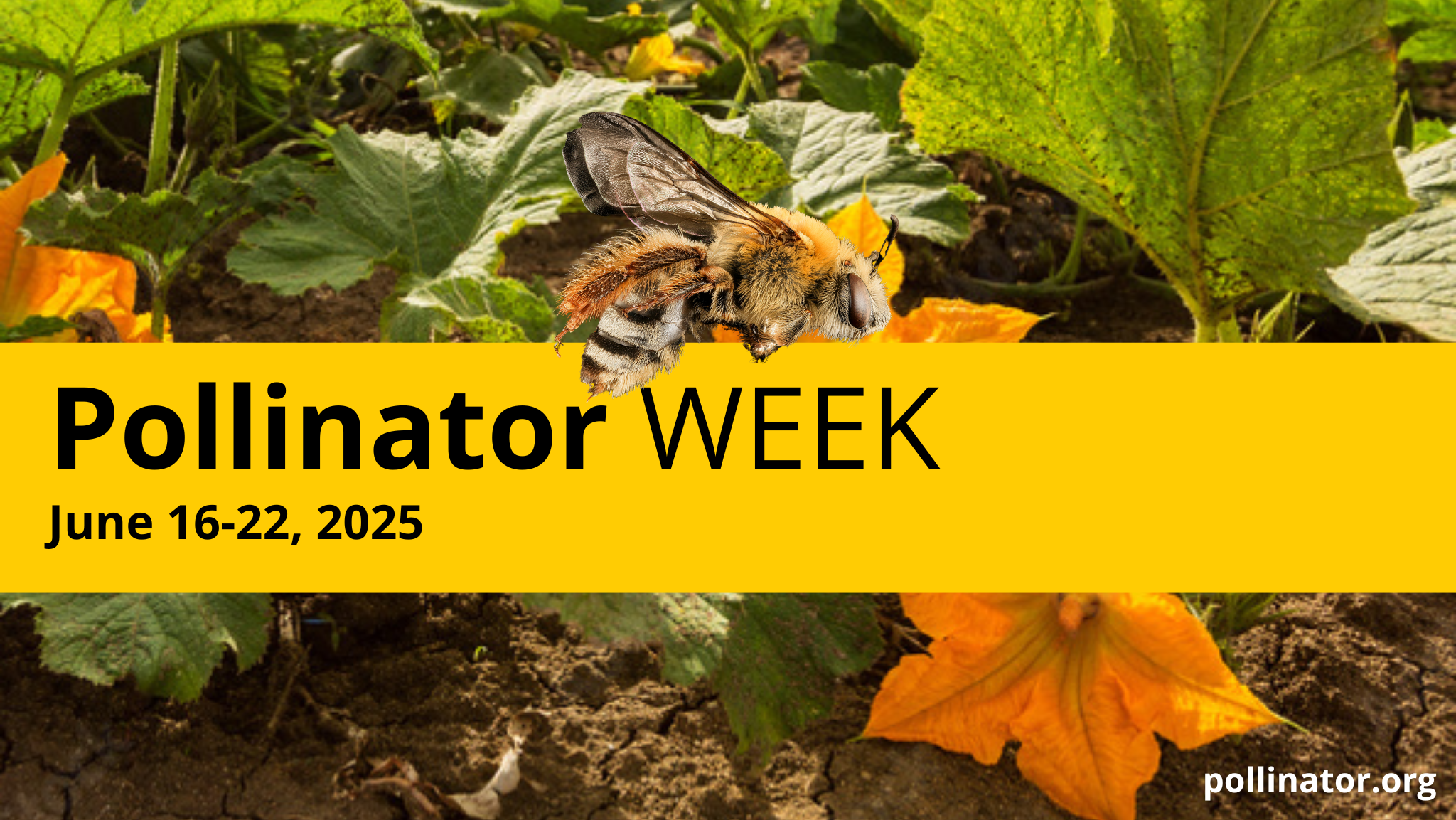 National Pollinator Week – Athena Rayne Anderson
