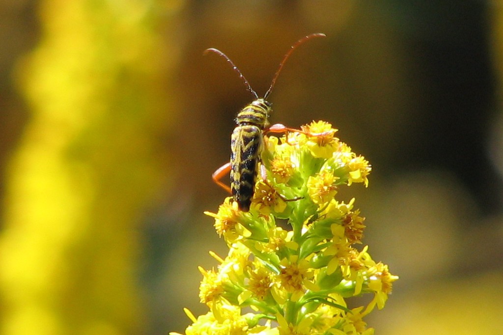 Pollination Syndromes: Beetles