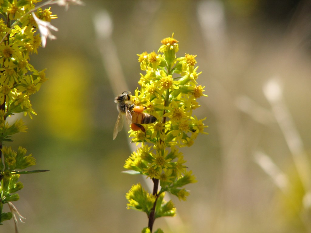 Why do Bees&nbsp;Sting?