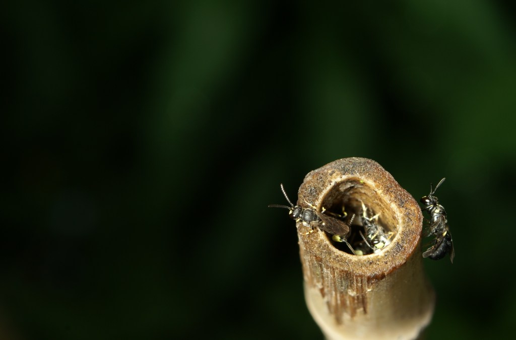 Stem-Nesting Pollinators