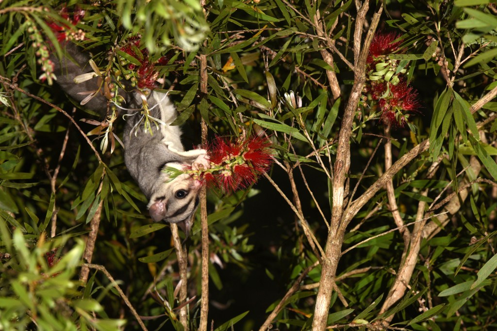 Small Mammals as&nbsp;Pollinators