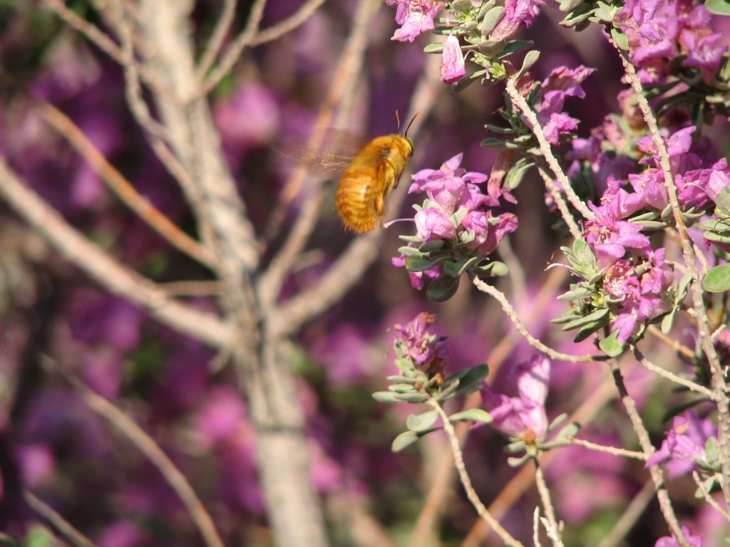 How to “Get Some” if You’re a Male Carpenter&nbsp;Bee