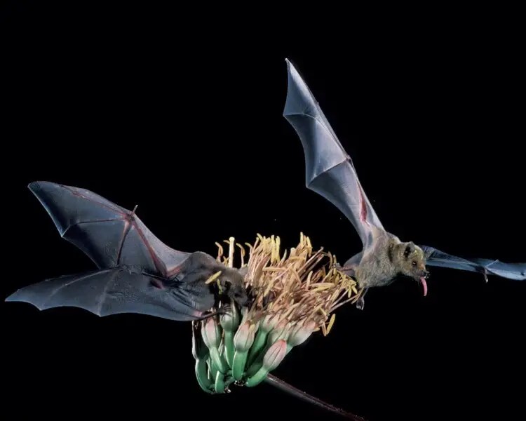Bats as Pollinators