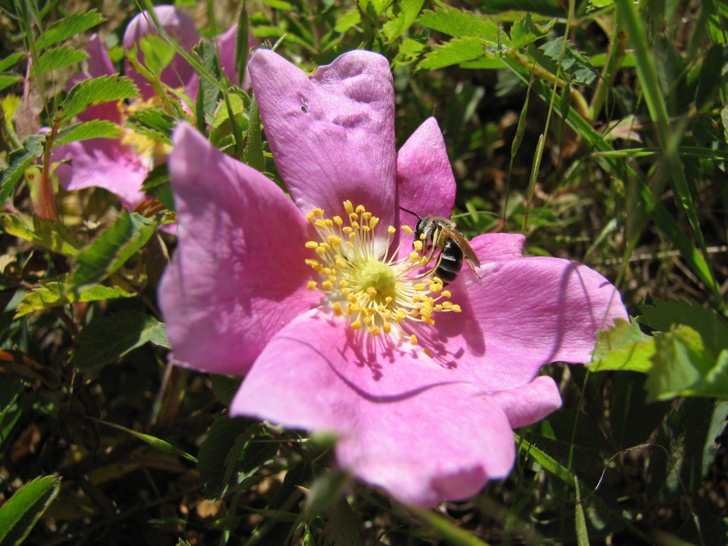 Pollination Types: Animal