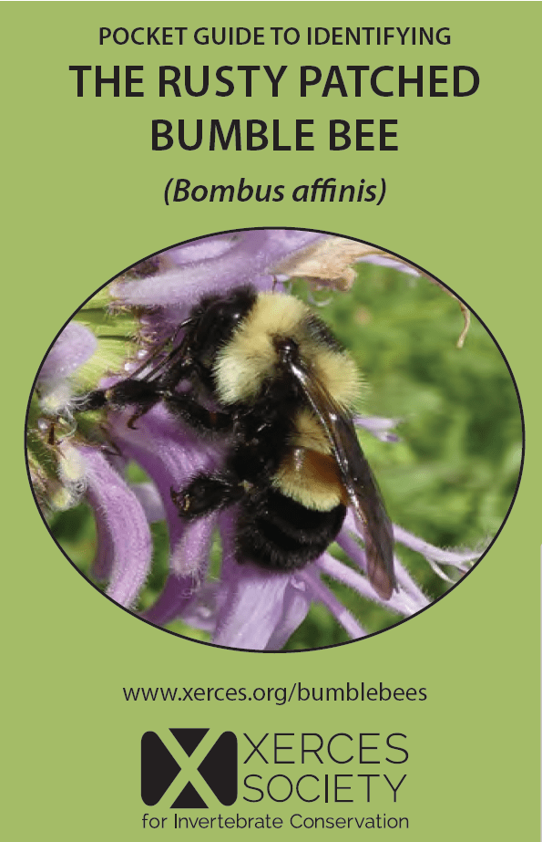 Free Resources: Bumble Bee Pocket Identification&nbsp;Guides