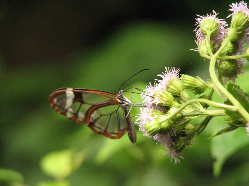 Butterflies as Pollinators
