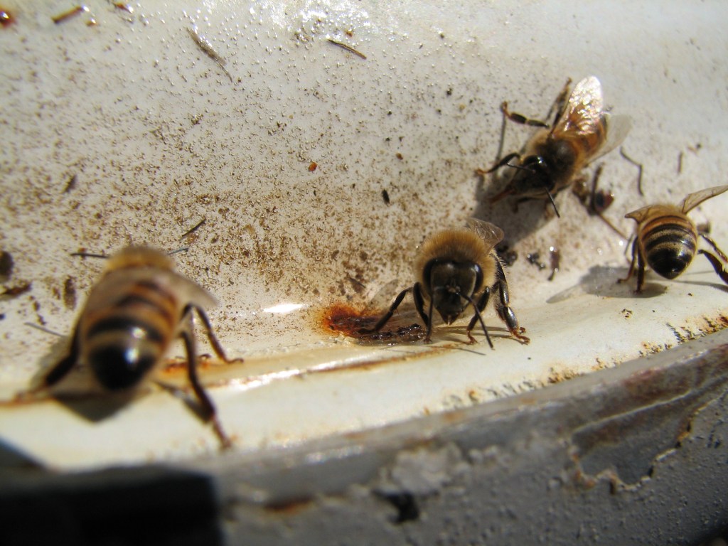 How to Keep Bees from Nesting in Your&nbsp;House