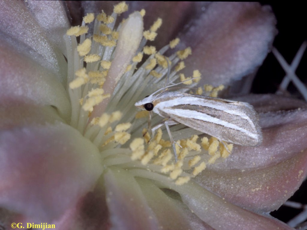 Interview with Dr. Nat&nbsp;Holland