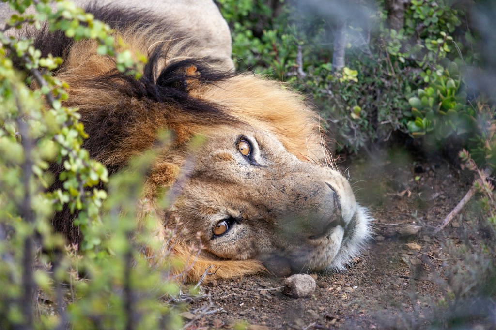 african lion looking at camera, copyright Kuzuko Lodge